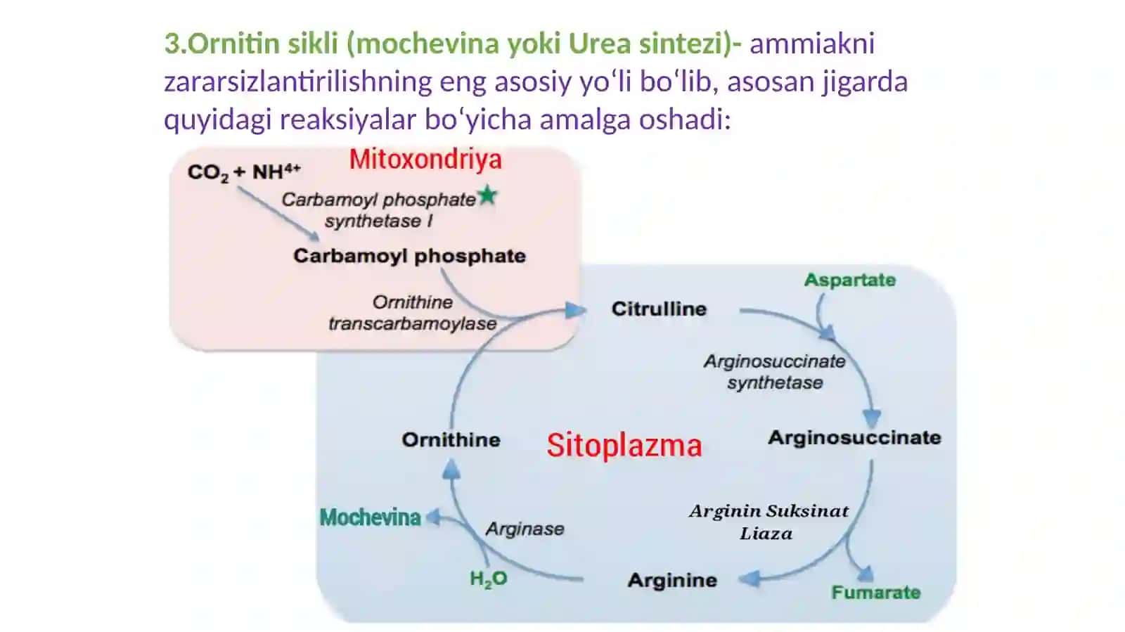 Mochevina Sikli 3