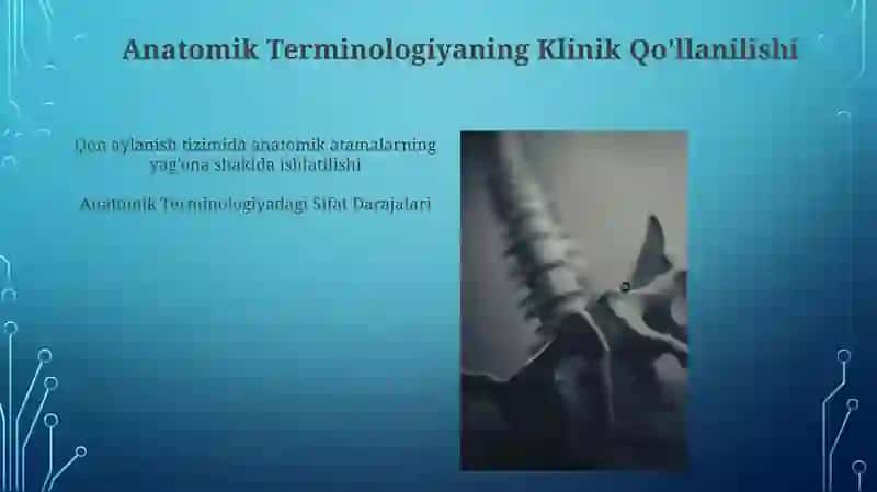 Anatomik Terminologiya va Sifat Darajalari 3