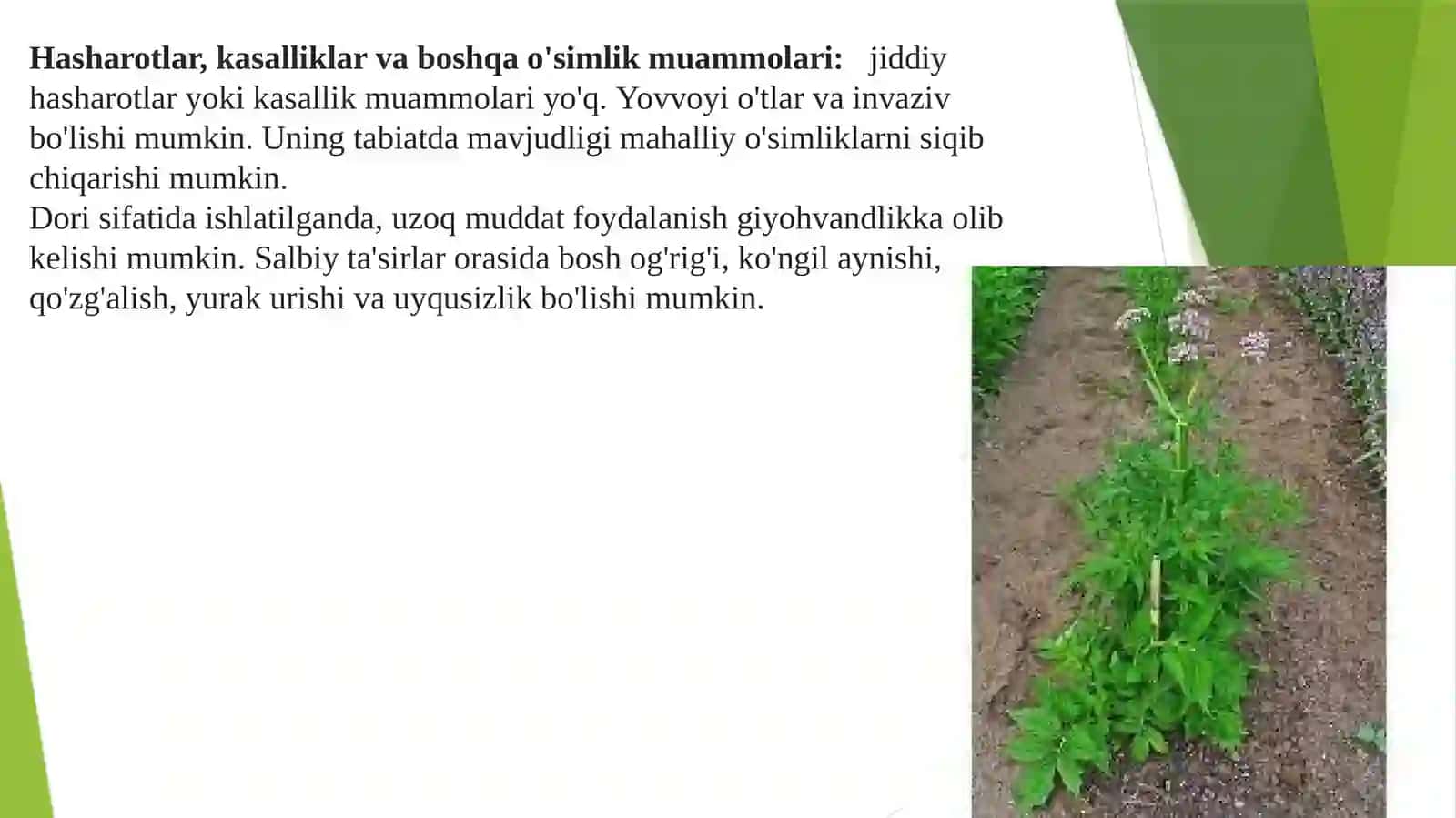 Asarun o’simligi zararkunandalari va kasalliklarini aniqlash 3