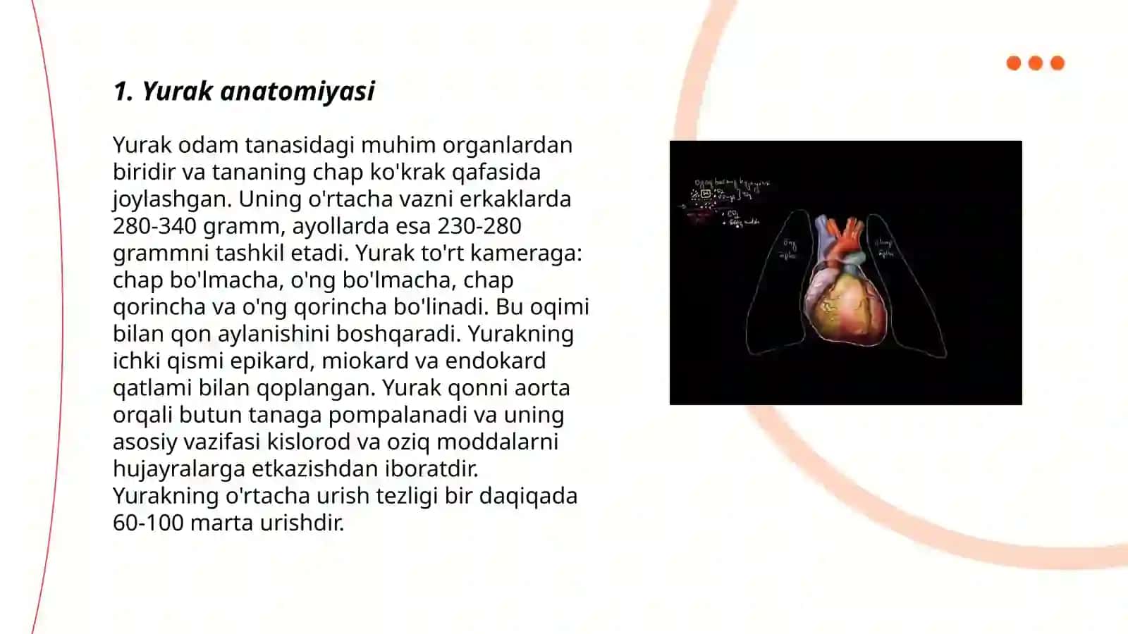 Yurakning qon bilan ta'minlanishi 3