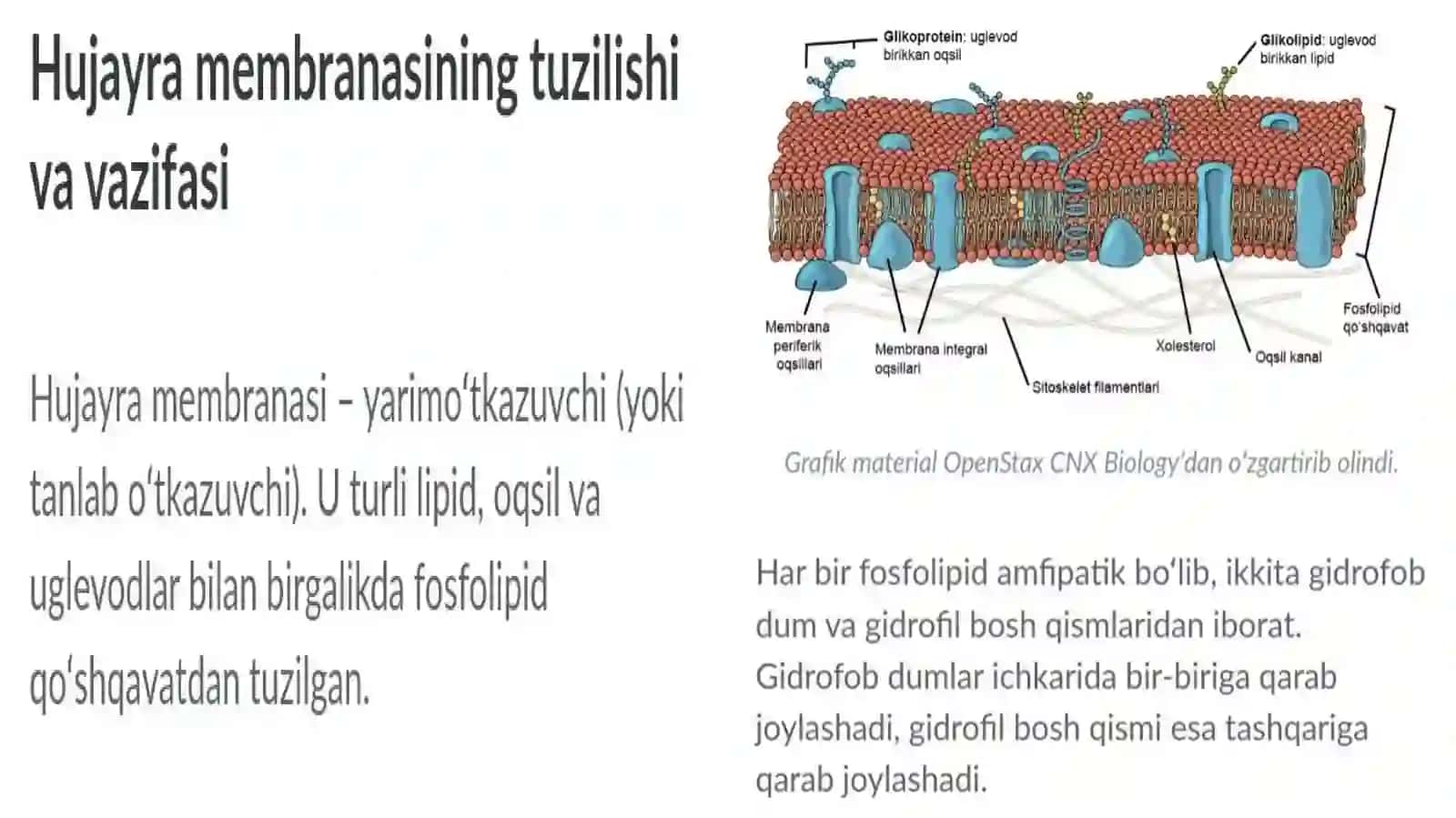 Hujayra membranasining tuzilishi 3