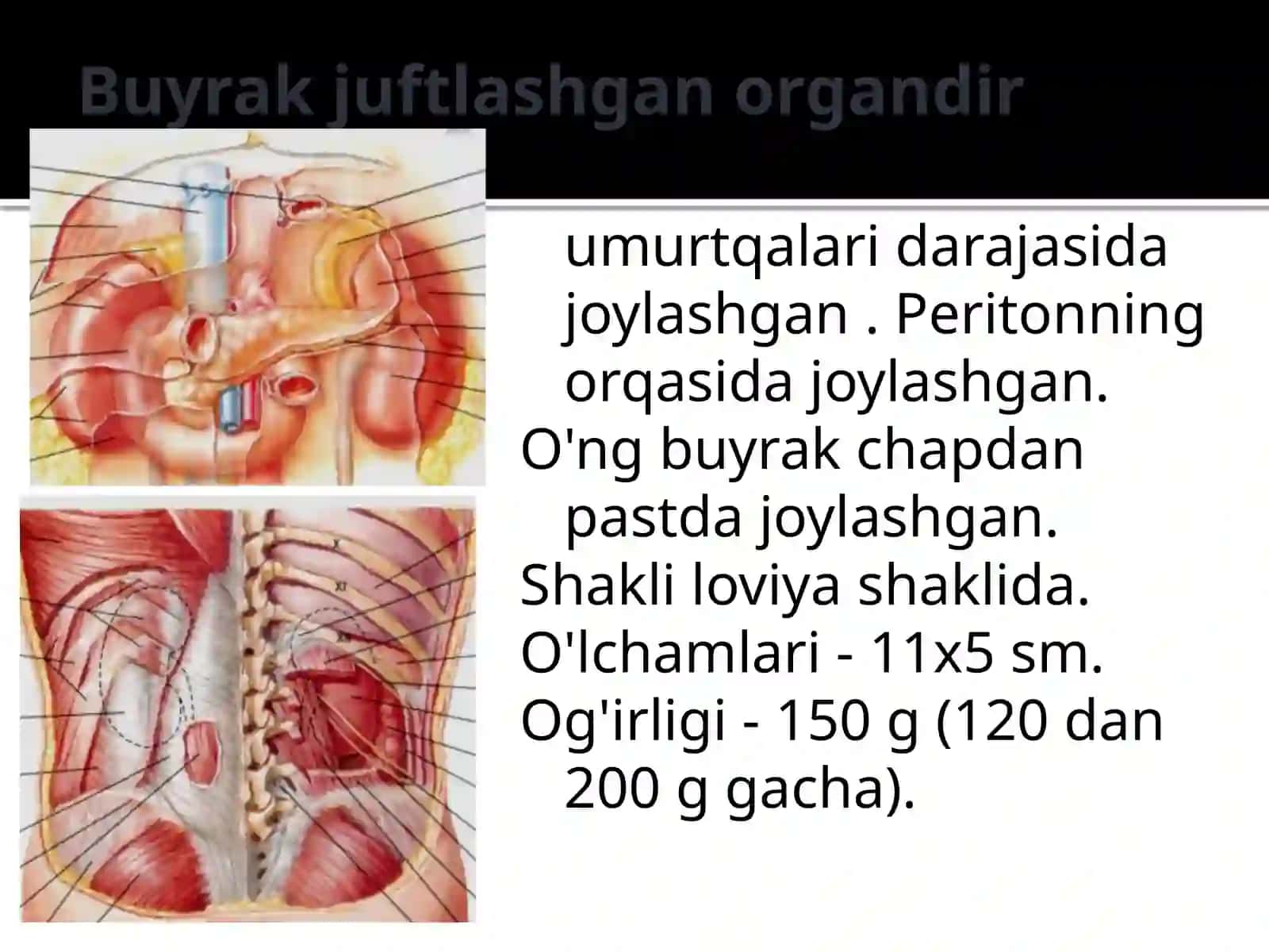 Siydik chiqarish tizimi 3