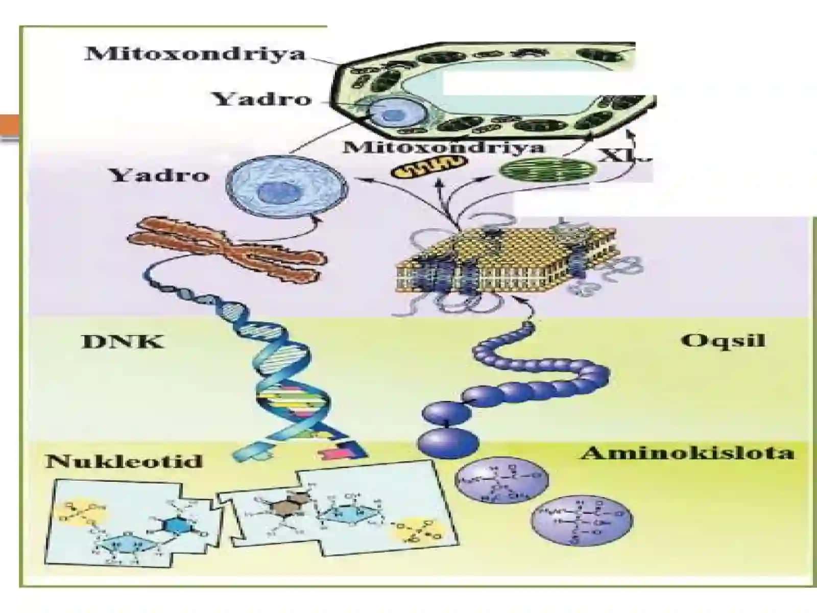 biologiya fanidan 10-sinflar uchun tayyorlagan ko'rgazmali slaydlar 3