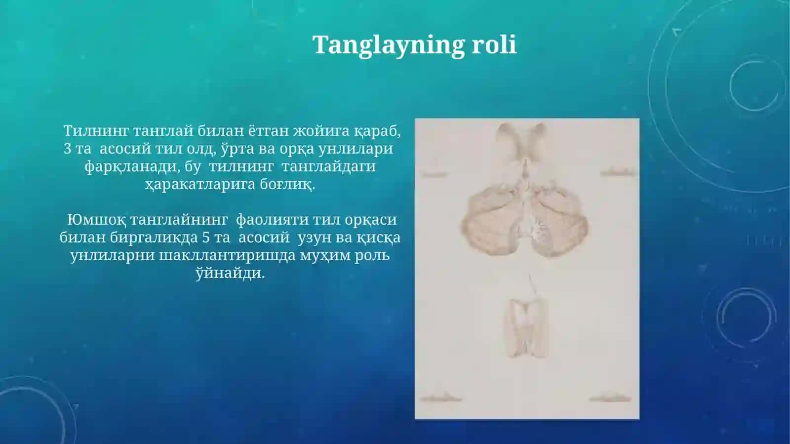Inson nutq organlari markaziy vaperiferik qismlari 3