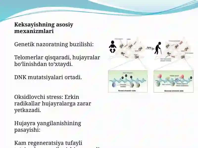 Organizmdagi keksayish davriga xossaliklar 3