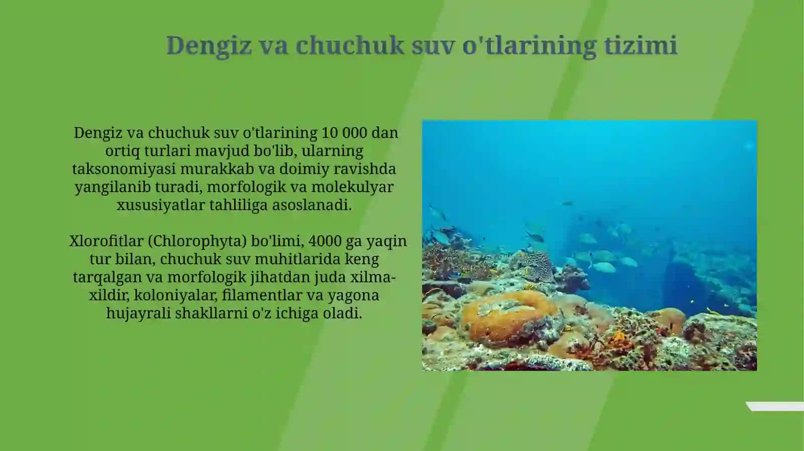Dengiz va chuchuk suvdagi suvo‘tlarning sistematikasi 3