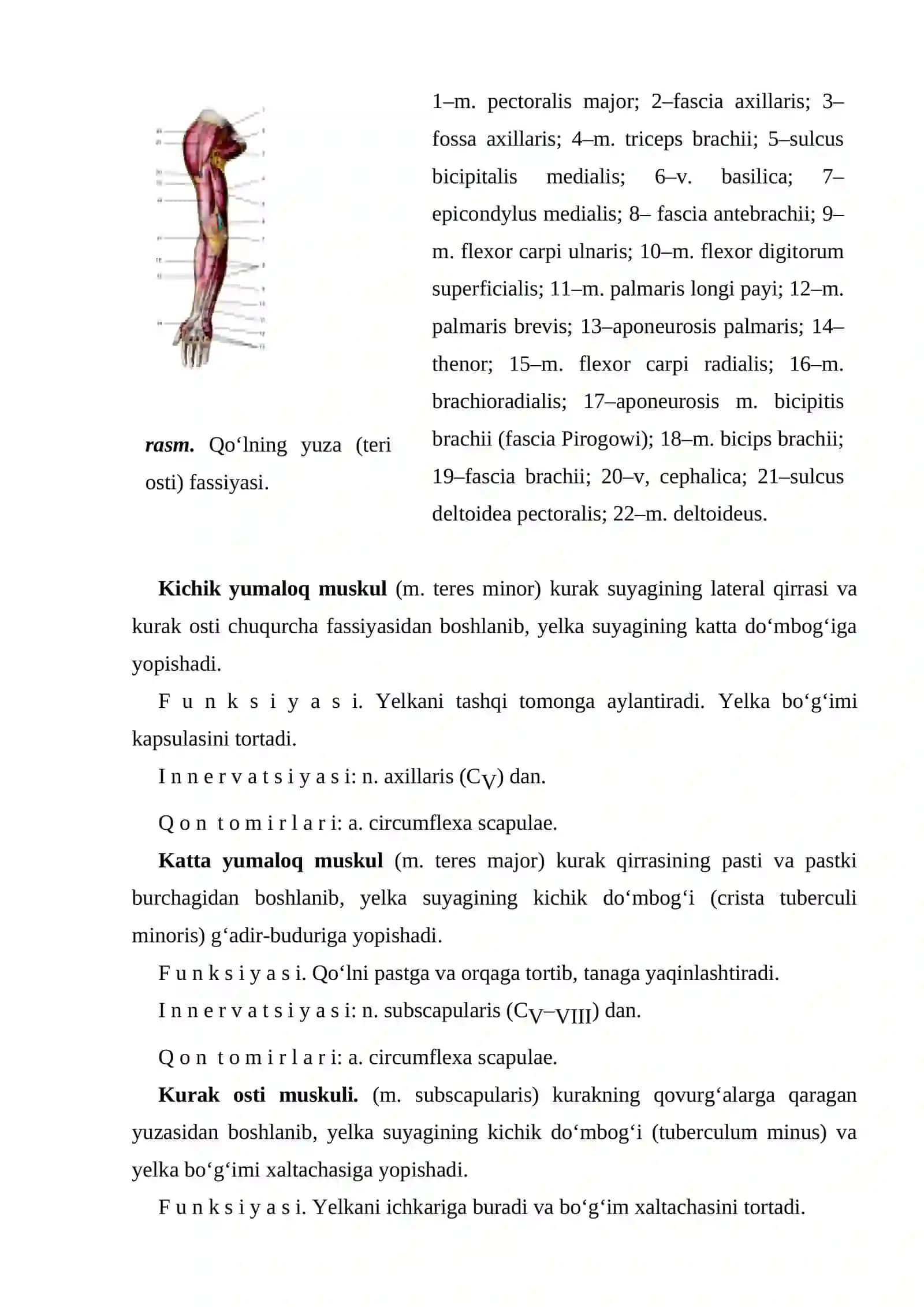 Yelka kamari muskullari 3