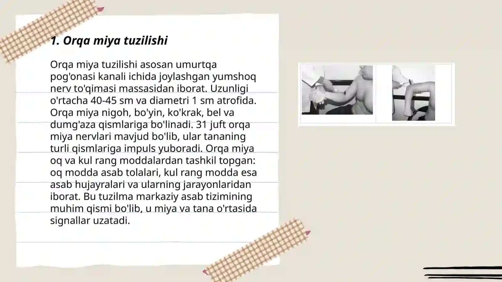Orqa miyaning umumiy anatomiyasi 3