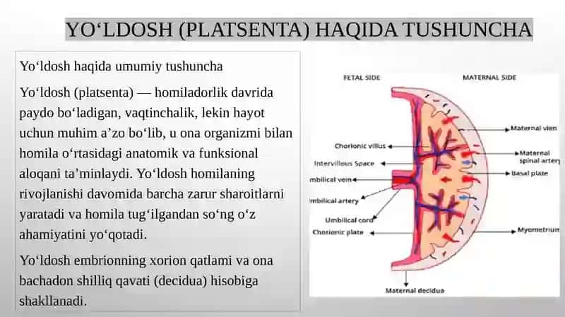 YO’LDOSHNING RIVOJLANISH YO’LDOSHNING SHAKLLANISHIDA HORIONNING AHAMIYATI. GEMATO-PLATSENTAR TO’SIQNING TUZILISHI VA AHAMIYATI. KINDIK TIZIMCHASINING RIVOJLANISHI, TUZILISHI VA VAZIFALARI. ONA-HOMILA TIZIMI. 3