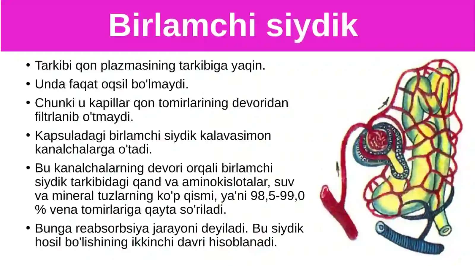 Siydikajratish organlarining funksiyasi 3