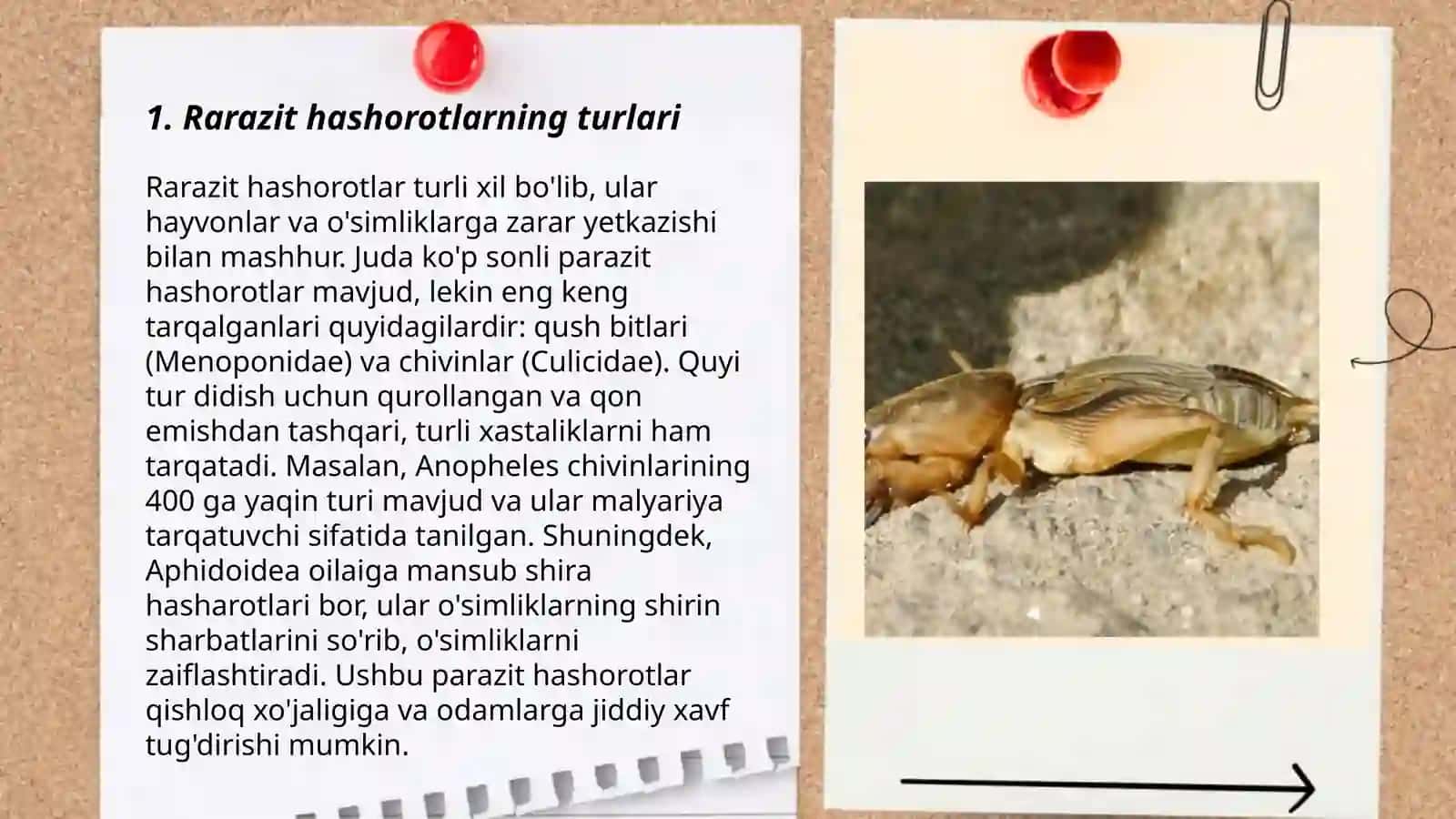 Rarazit hashorotlar 3