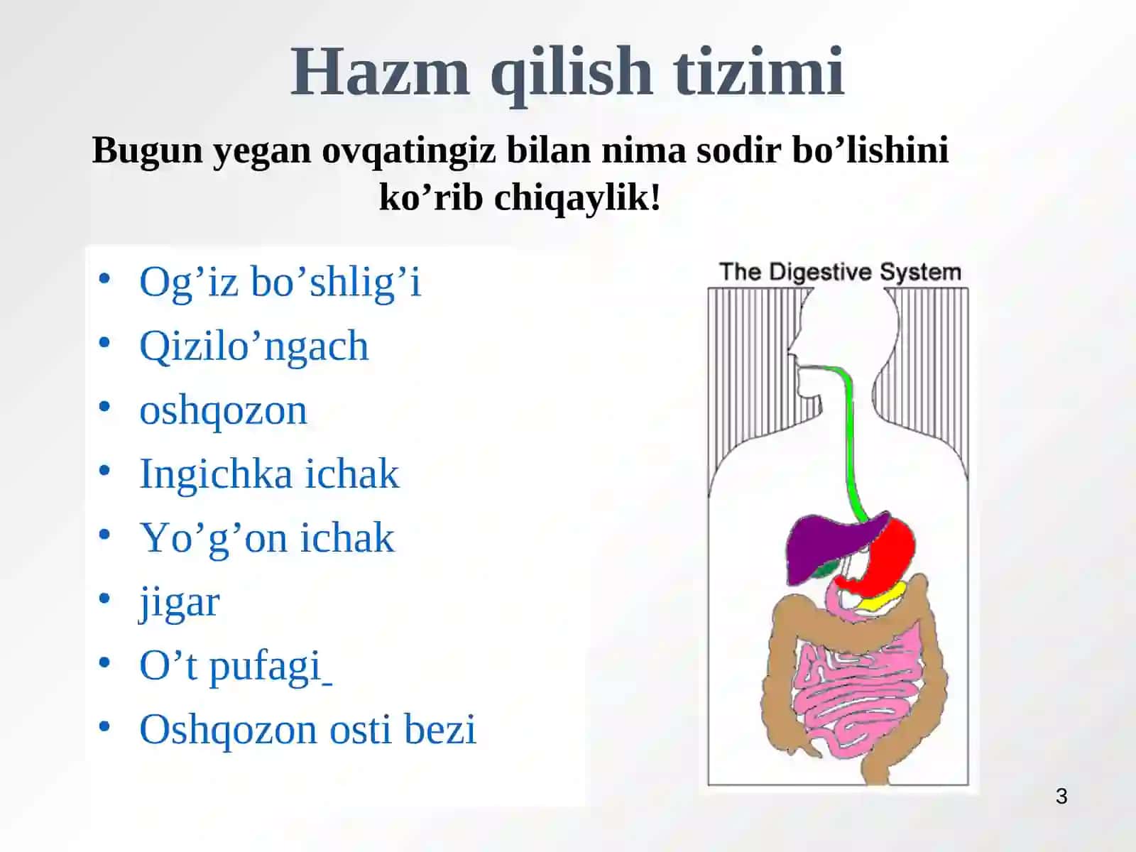 Ovqat hazm qilish a’zolarining tuzilishi va vazifasi 3