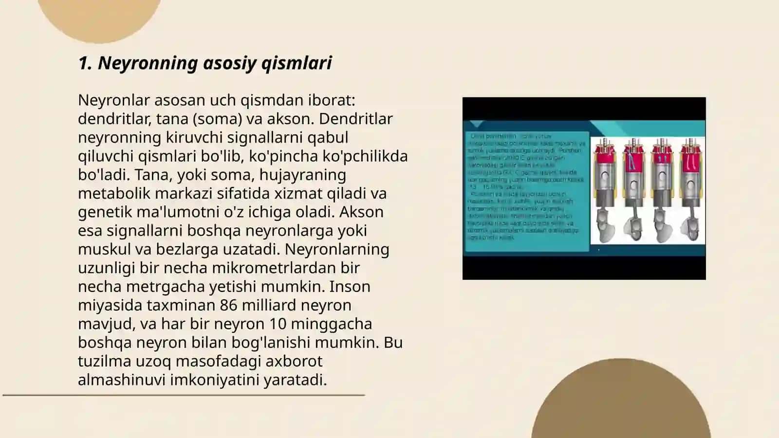 Nerv sistemasi neyron tuzilishi orqa miyyaning tuzilishi 3