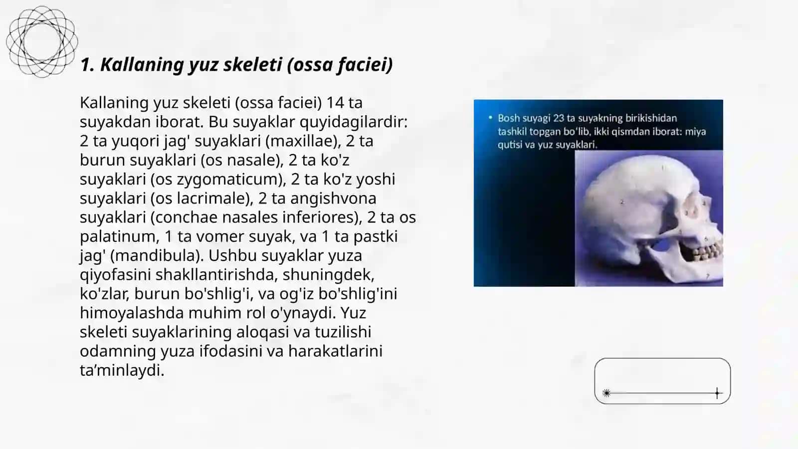 Bosh skeletlari 3
