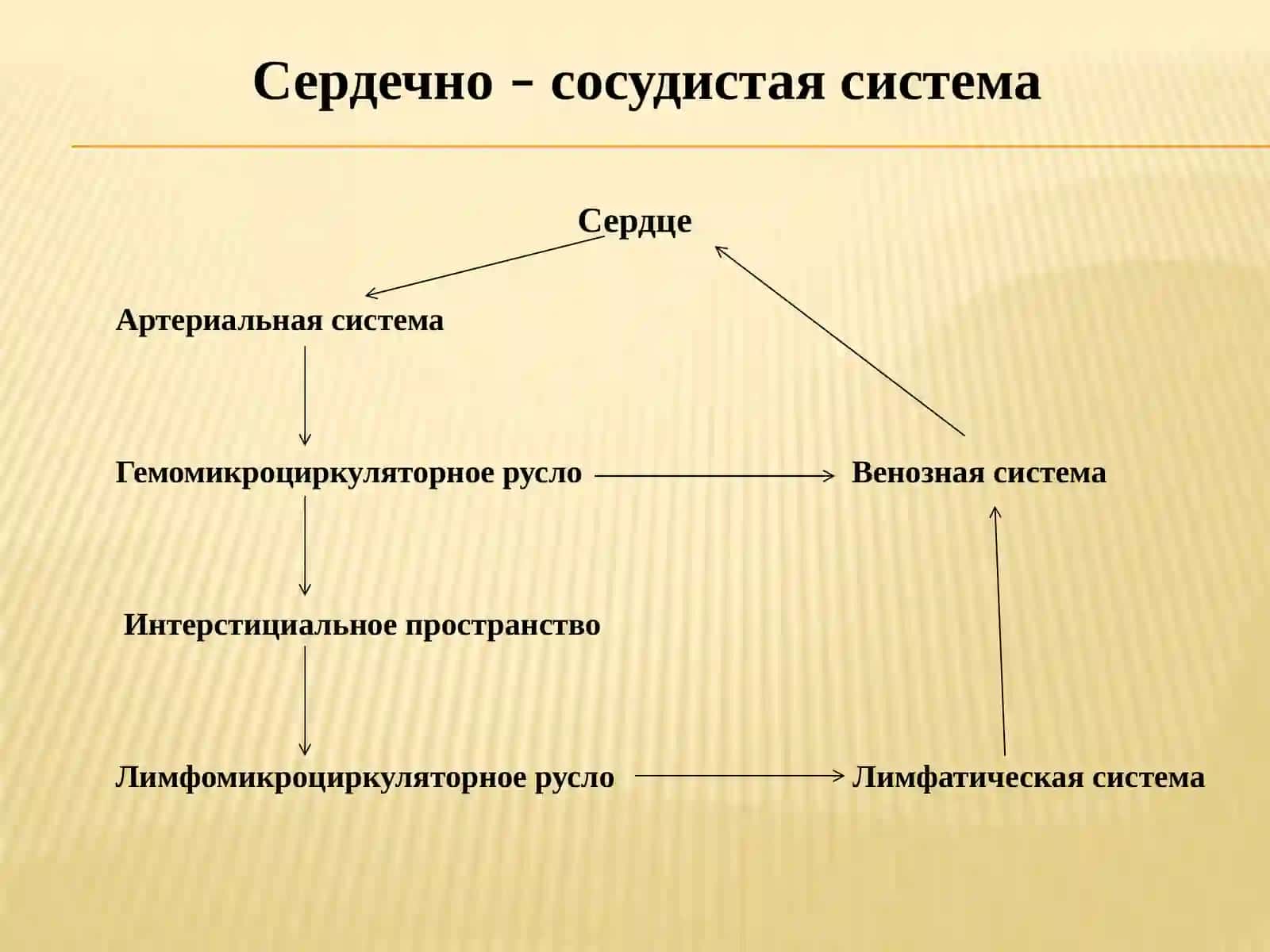 Лекция: кровеносная система. Сердце. Аорта. Внутренние и наружные сонные артерии. Кровоснабжение головы 3