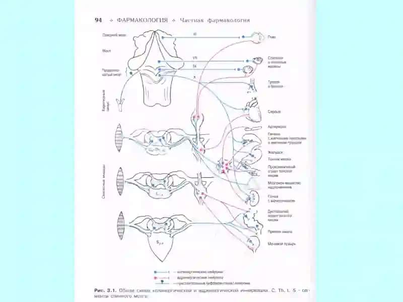 ХОЛИНЕРГИК СИНАПСЛАРГА ТАСИР ҚИЛУВЧИ ВОСИТАЛАР 3
