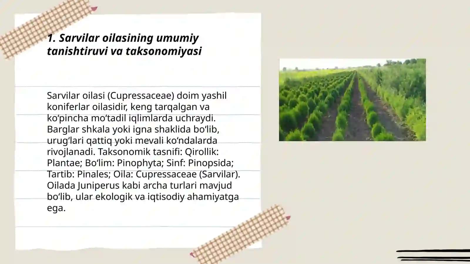 Sarvilar oilasi. Mahalliy archa turlari 3