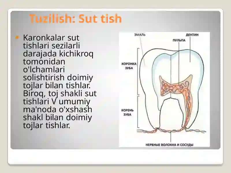 Sut tishlar anatomiyasi. 3