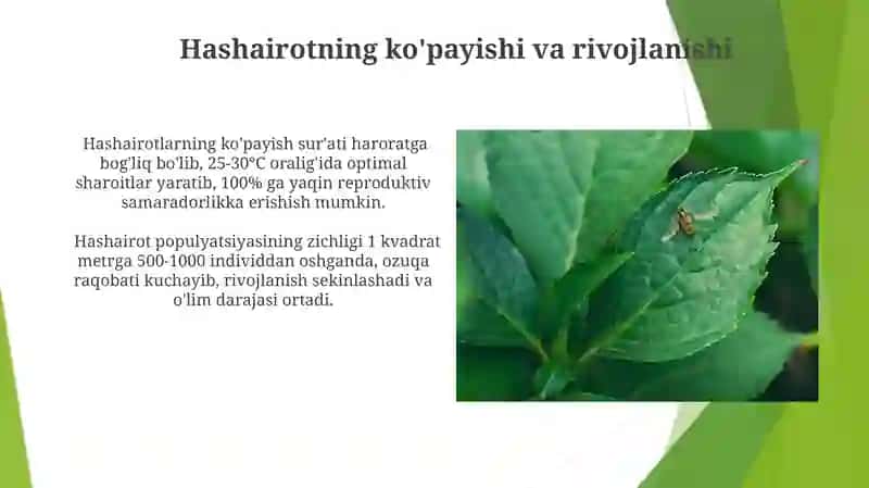 Bug'doy yetishtirish texnologiyasi va hosildorlikka ta'sir qiluvchi omillar 3