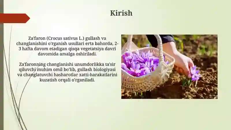 Za'faron(CrocussativusL.)o‘simligininggullashivachanglanishinio‘rganishmetodlari 3