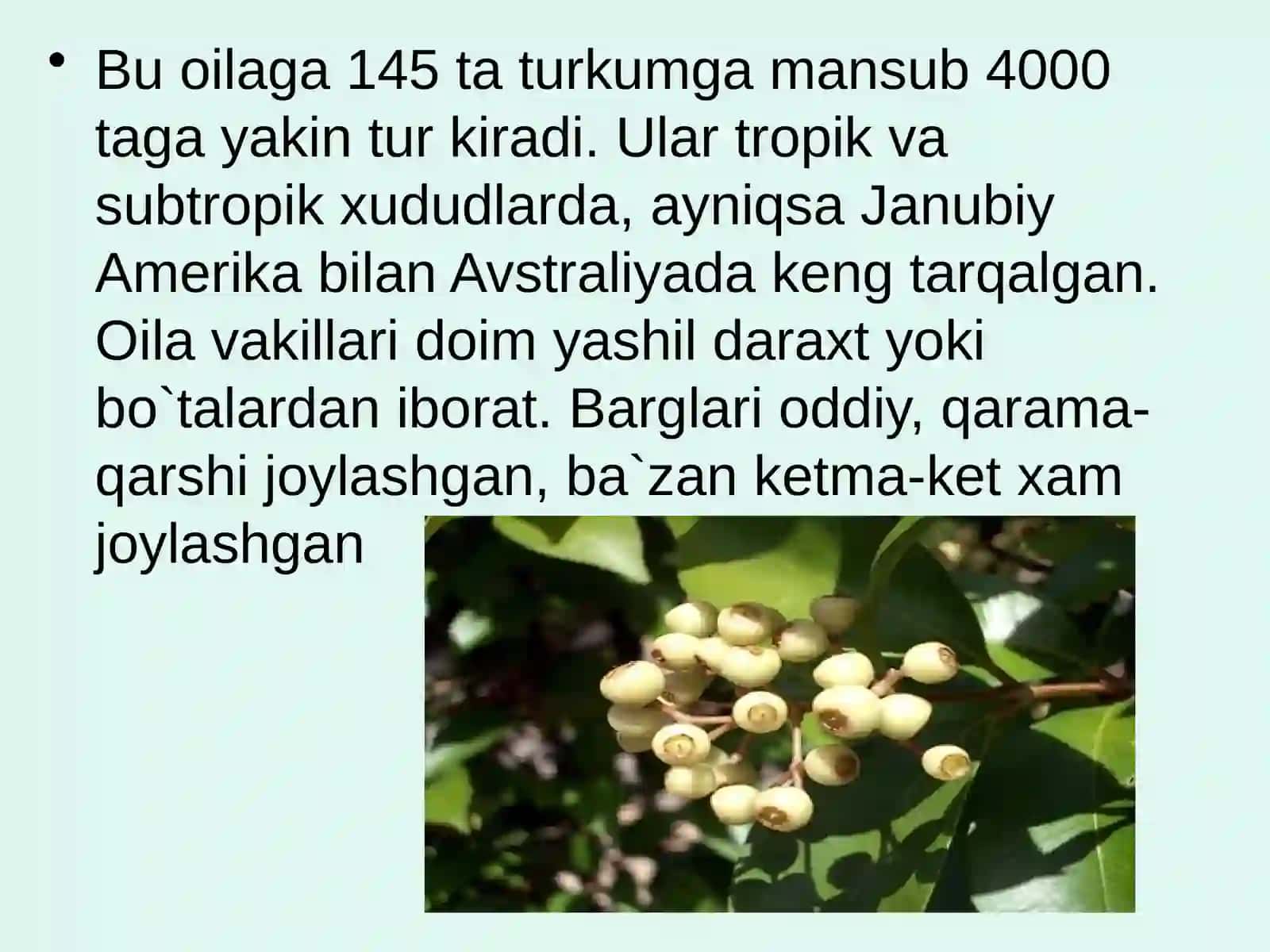 Mirtanamolar qabilasi, oilalari, tavsifi va asosiy turlari 3