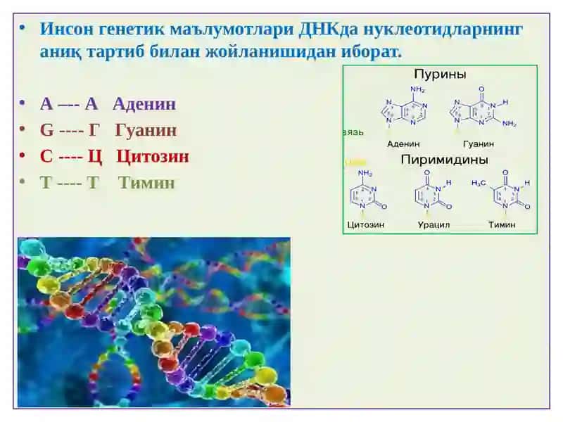 Инсонгеноми 3