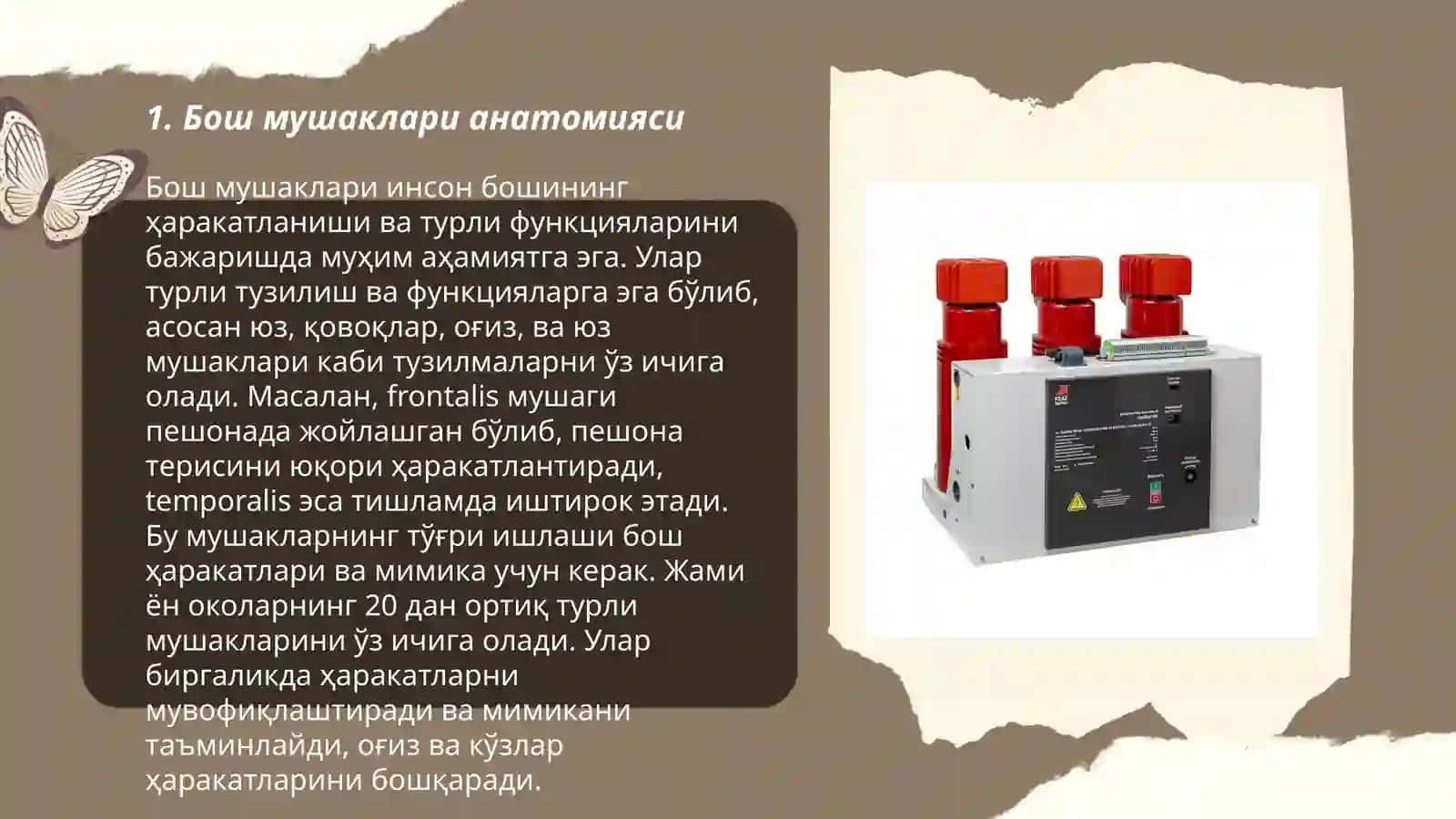 Бош мушаклари анатомияси 3