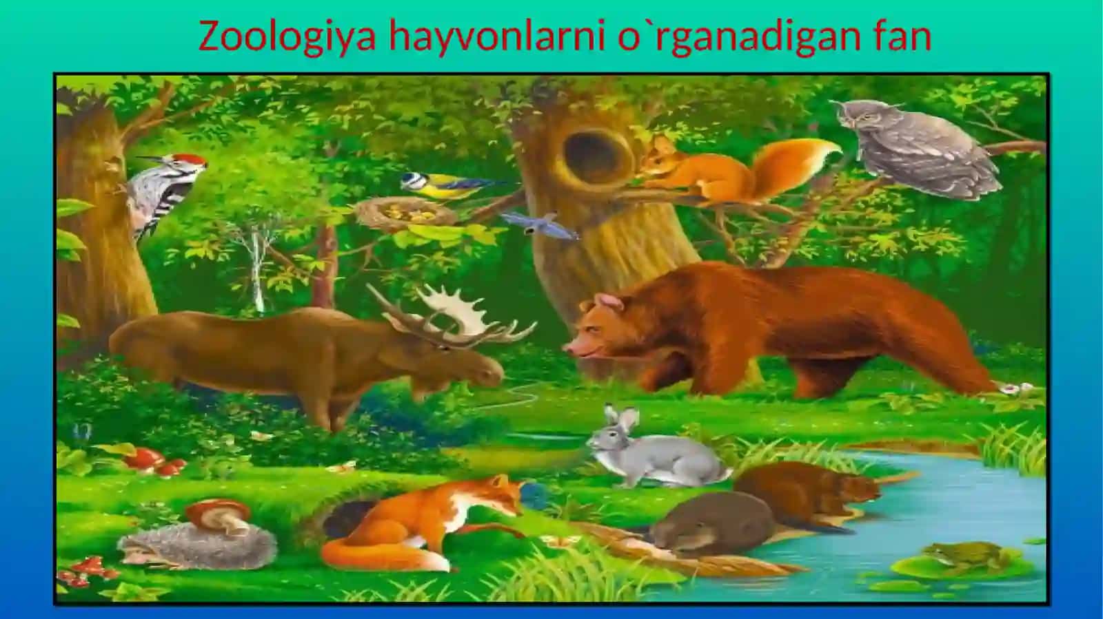 Hayvonot olamining xilma-xilligi 3
