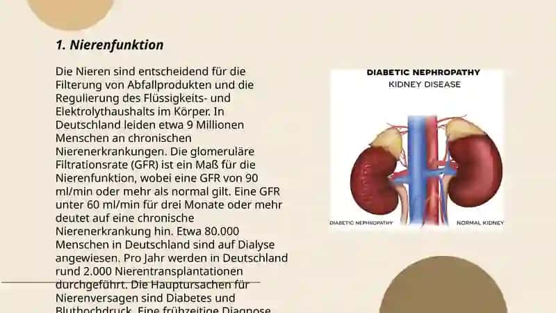 Die Nieren 3