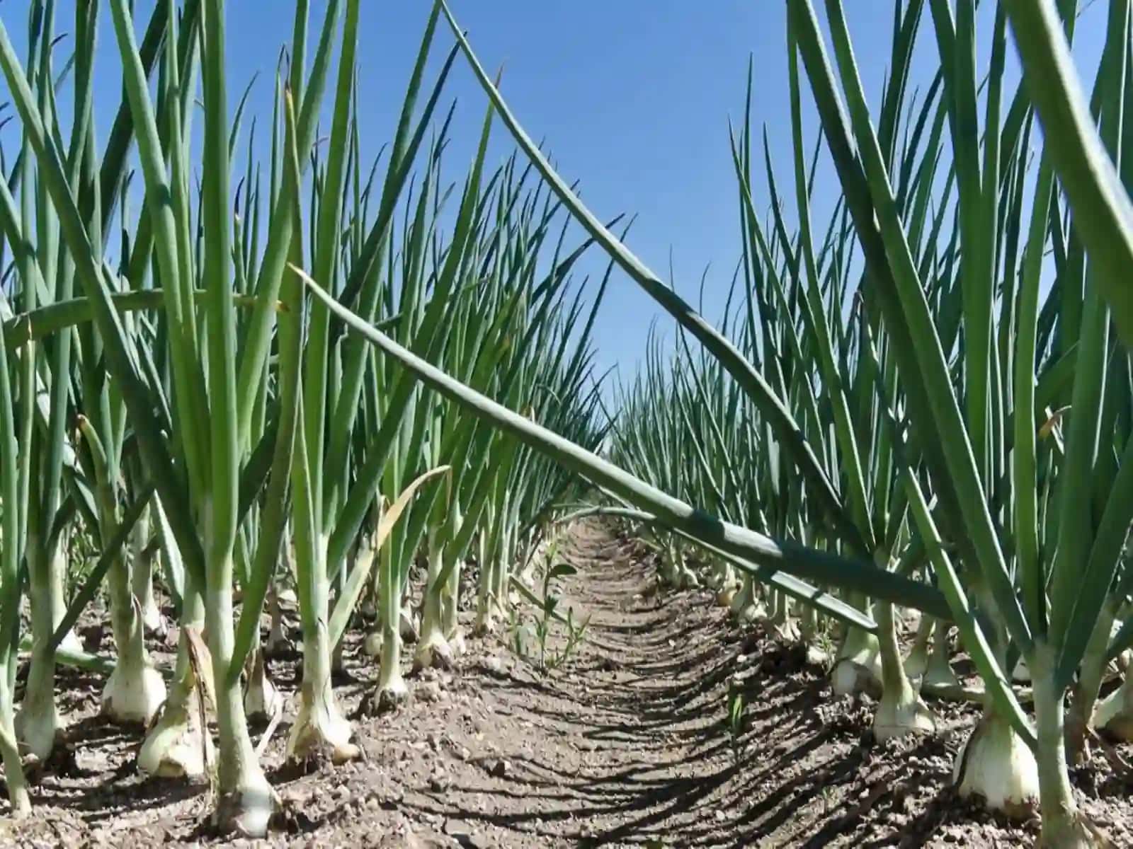 PIYOZDOSHLAR OILASINING BIOEKOLOGIK VA DORIVORLIK XUSUSIYATLARI 3