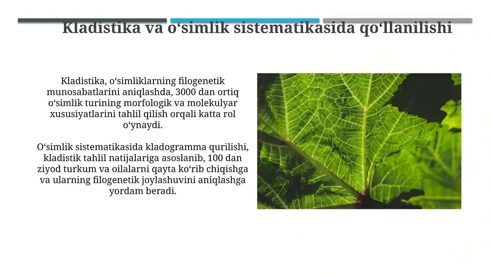 Evolyutsion nazariyaning o‘simliklar sistematikasi rivojlanishidagi ahamiyati 3