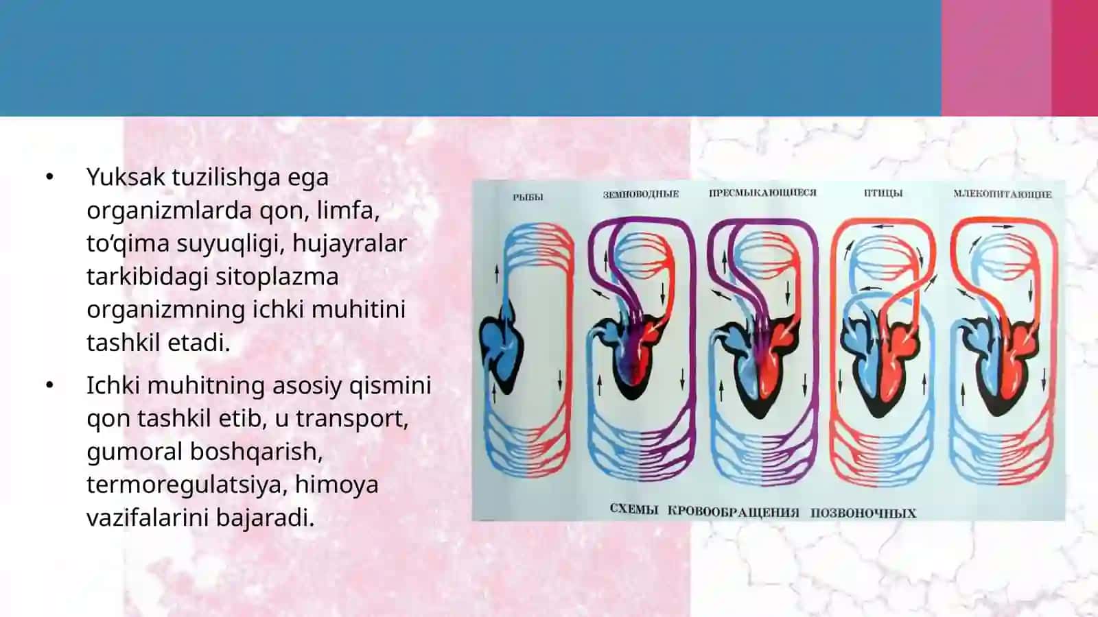 Hayvonlarning qon aylanish organlari evolutsiyasi 3