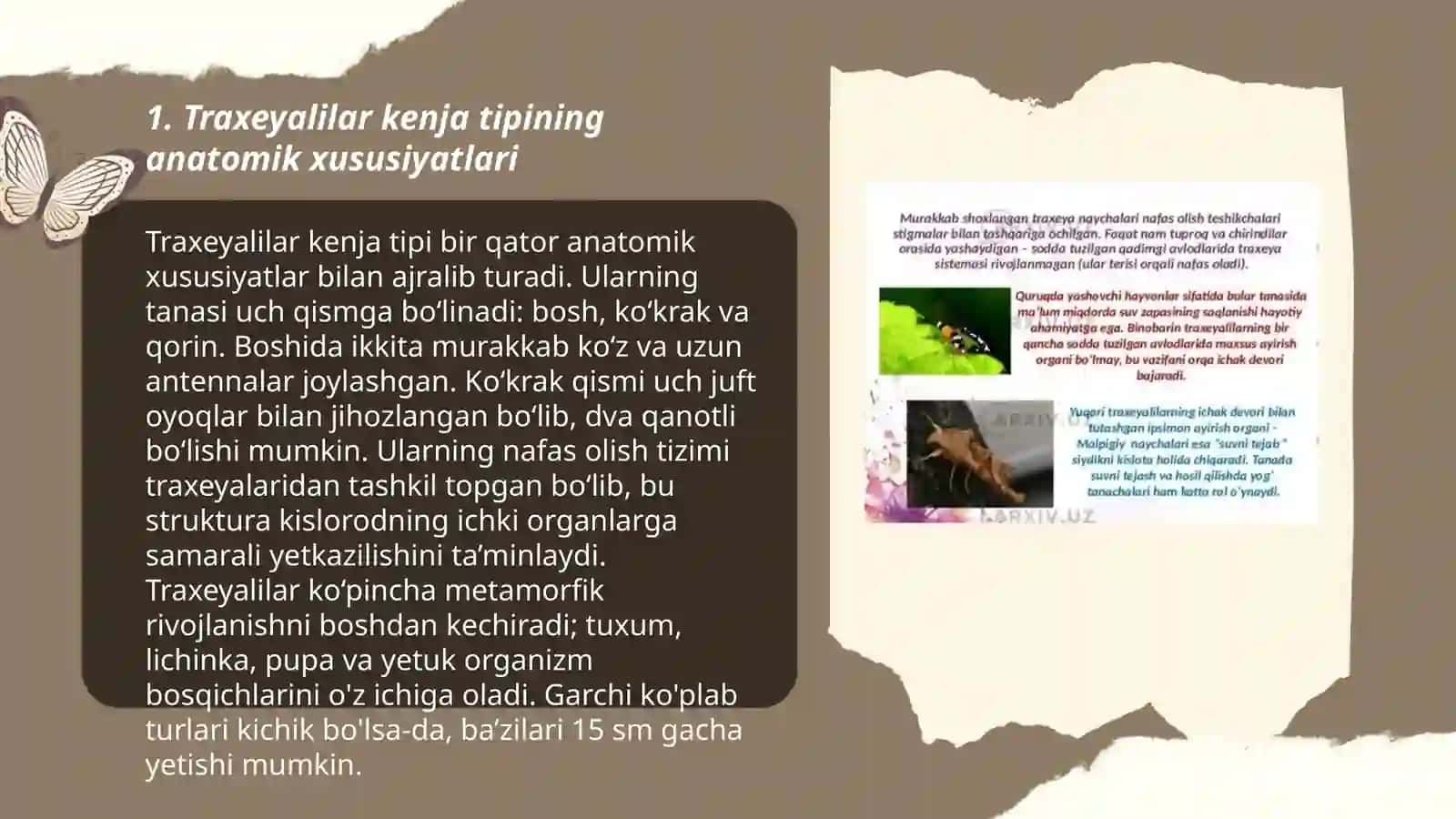 Traxeyalilar kenja tipining umumiy xarakteristikasi 3