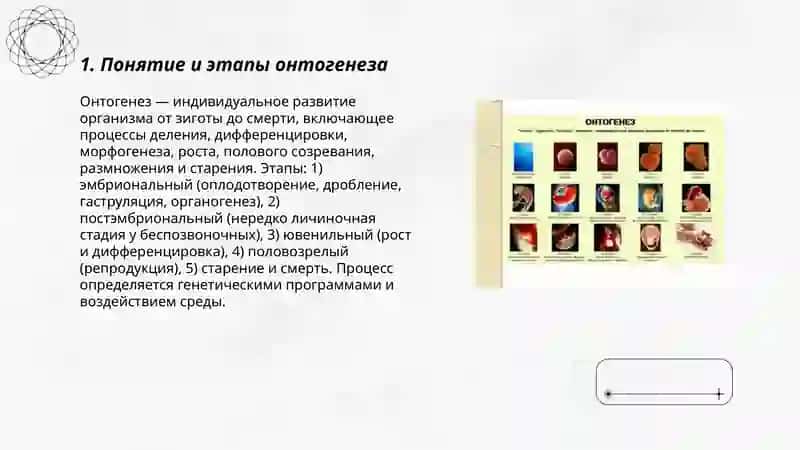 Онтогенез 3