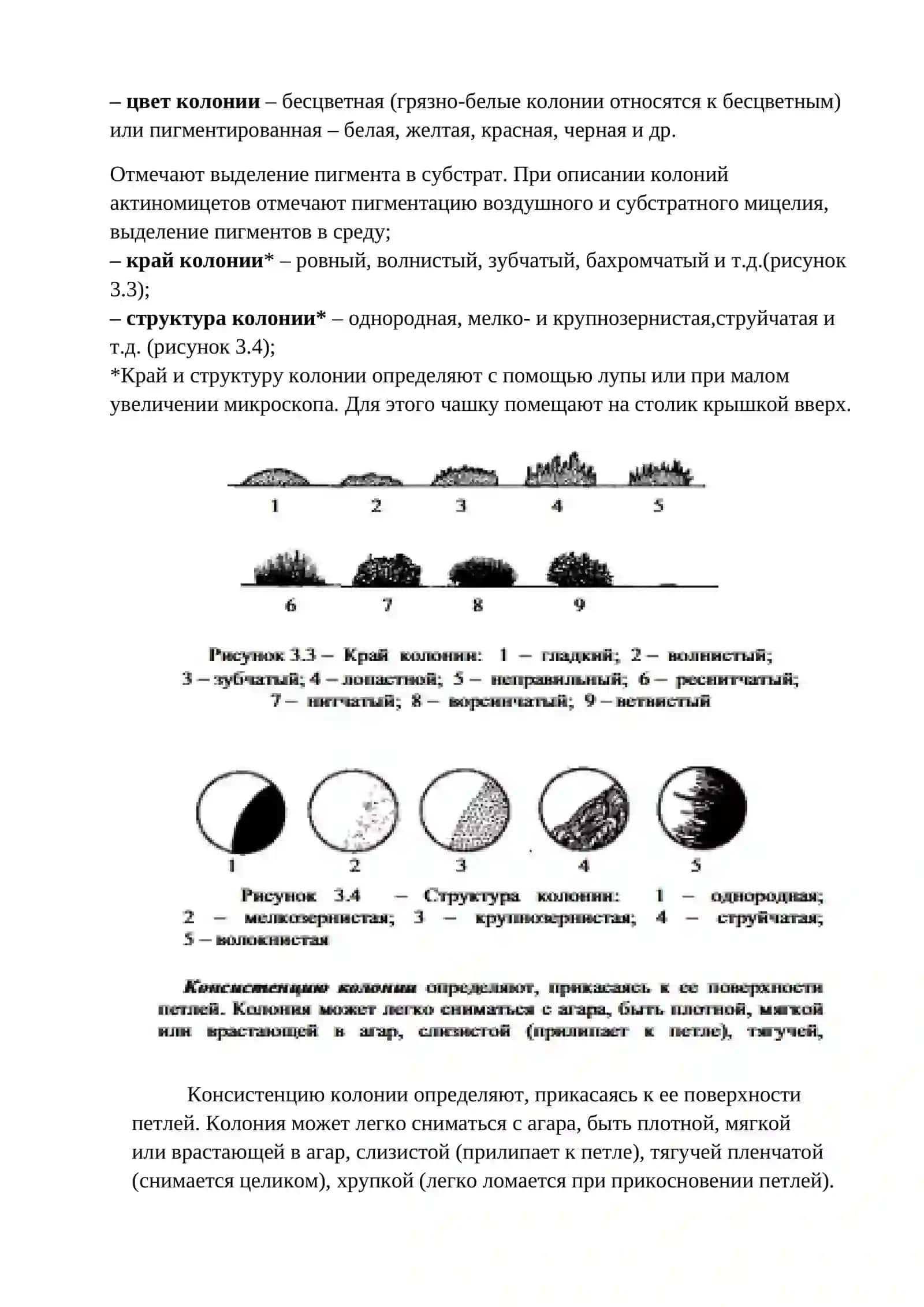 РОСТ И РАЗМ НОЖ ЕНИЕ БАКТЕРИЙ. КОЛОНИИ МИКРООРГАНИЗМОВ. ПИГМЕНТООБРАЗОВАНИЕ 3