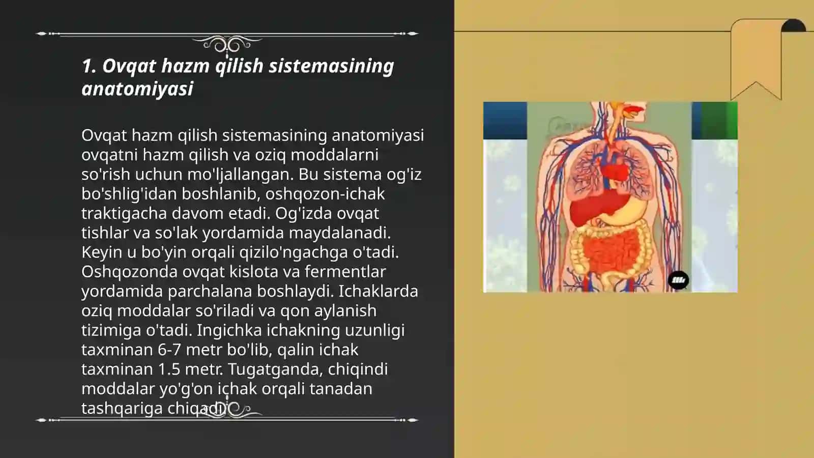 Ovqat hazm qilish sistemasi va fiziologiyasi 3