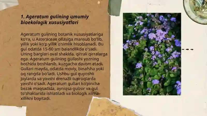 Ageratum gulining bioekologik xususiyati kimyoviy tarkibi, tabobatda qo‘llanilishi, yetishtirish texnologiyasi 3