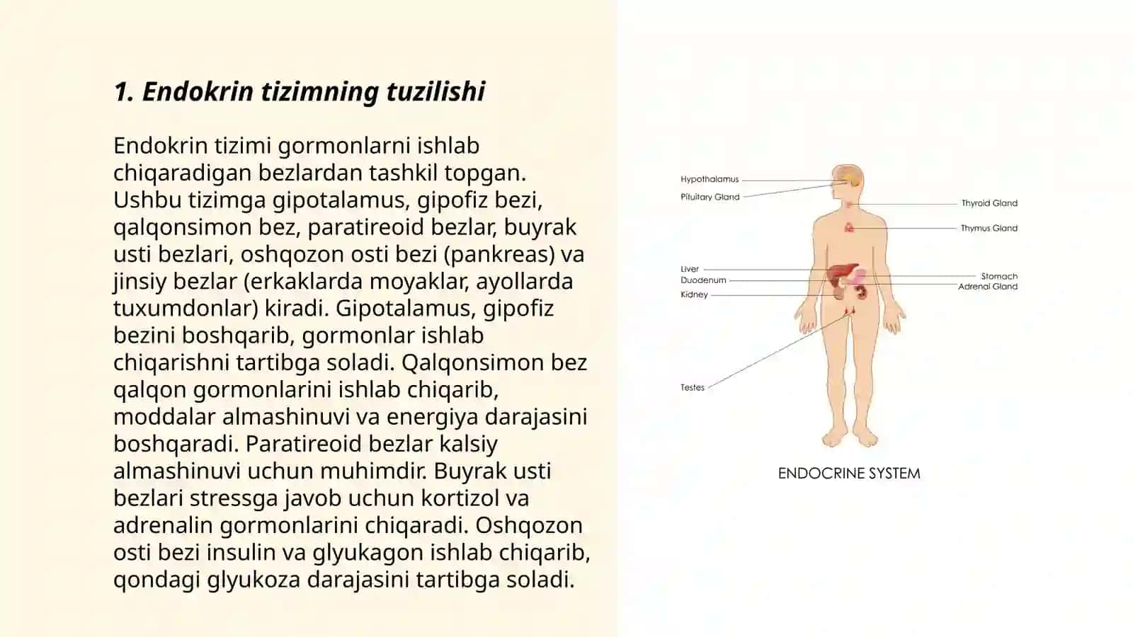 Endokrin bezlar va endokrin aʼzolar haqida tushuncha 3