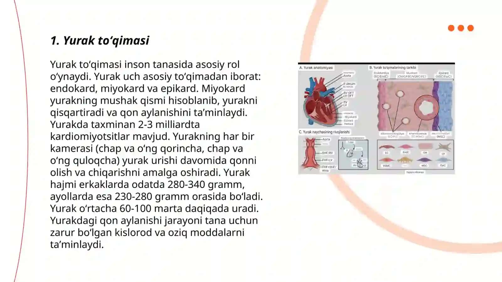 Yurak toʻqimasi yurakning elektr oʻtkazuv sistemasi hamda qavatlari 3