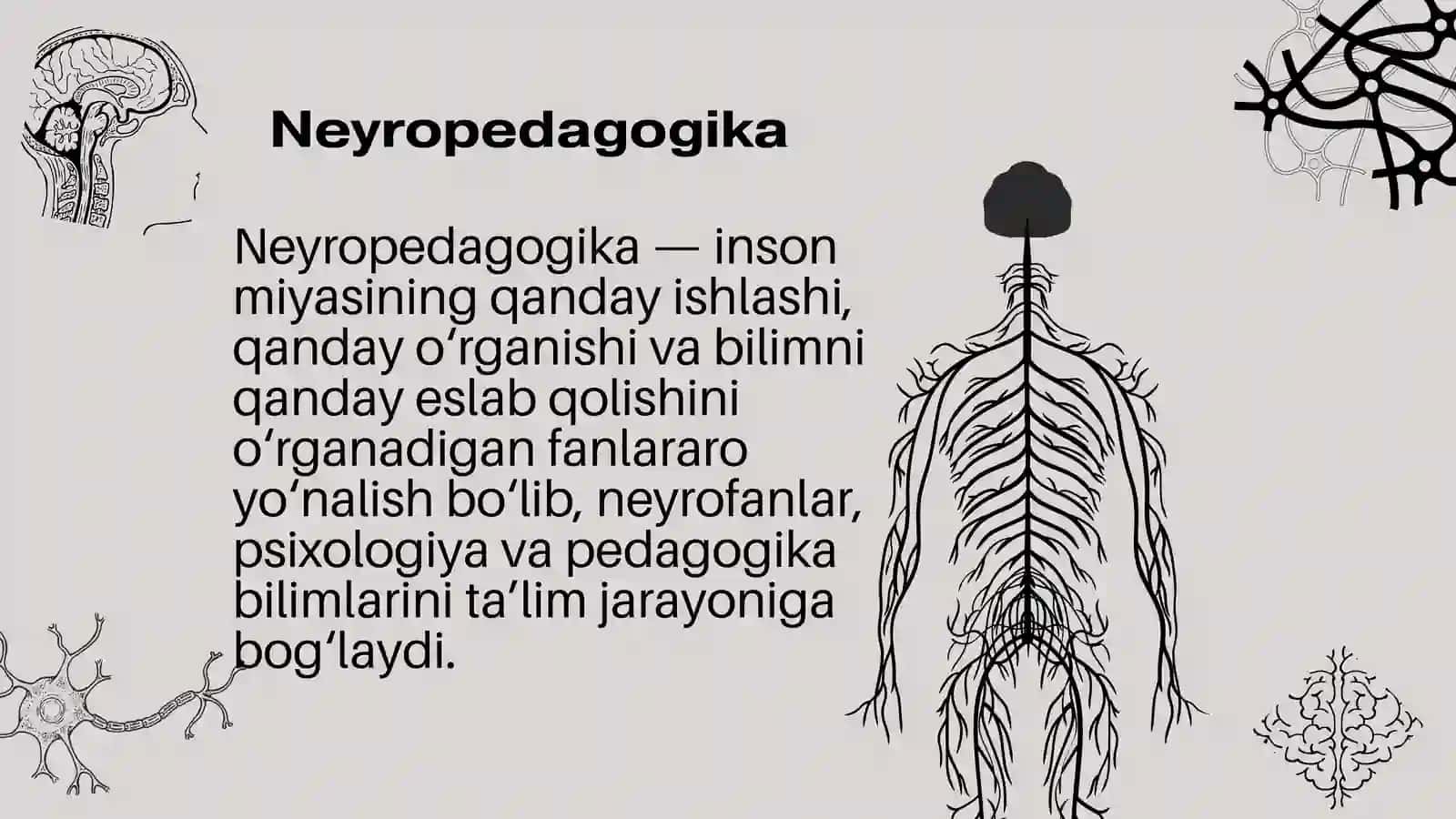 Neyropedagogika: miya va ta'lim 3