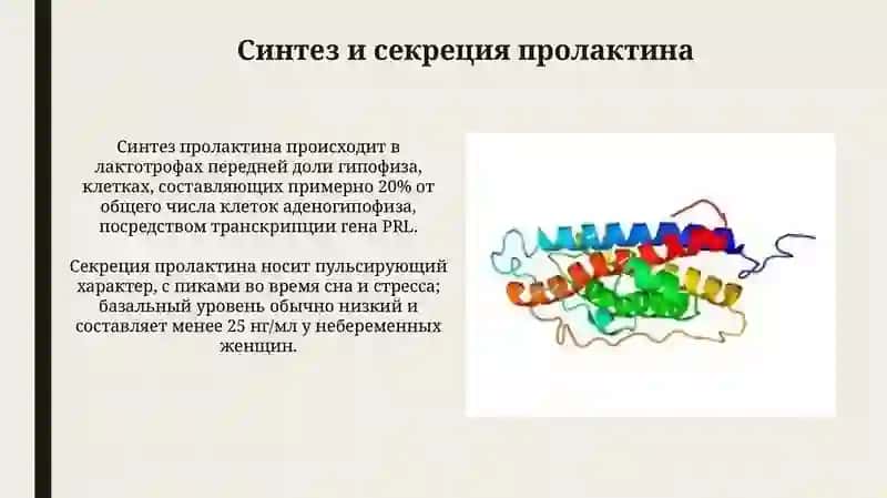 Пролактин: Синтез, Регуляция и Рецепторы 3