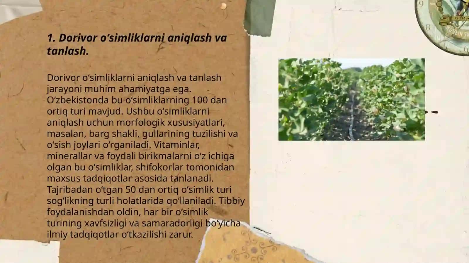 Dorivor oʻsimliklarni aniqlash va tanlash 3