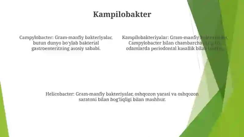 Kampilobakteriyalar, Xelikobakteriyalar Va Ularning Amaliyotdagi Ahamiyati 3