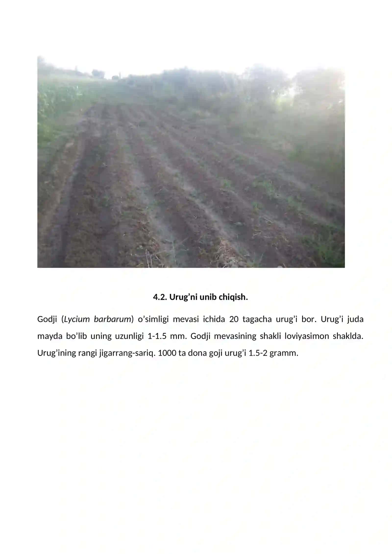 Godji (Tibet zaytun) 3