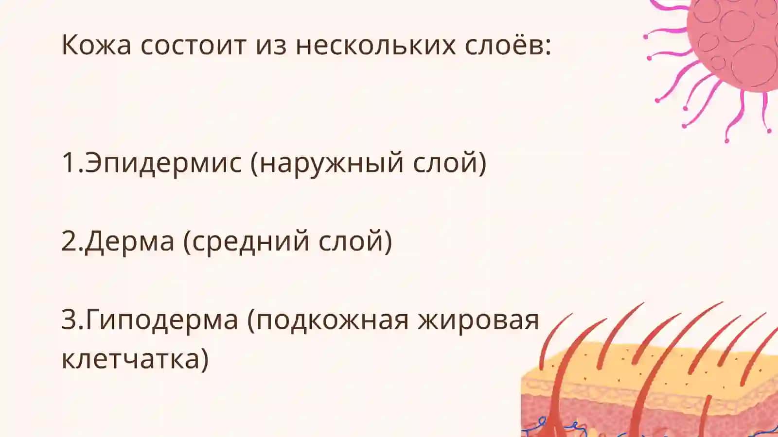 Строение и состав кожи 3