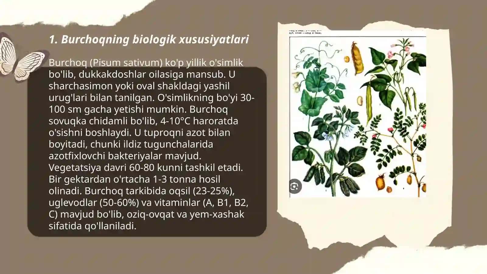 Burchoq biologiyasi va yetishtirish texnologiyasi 3
