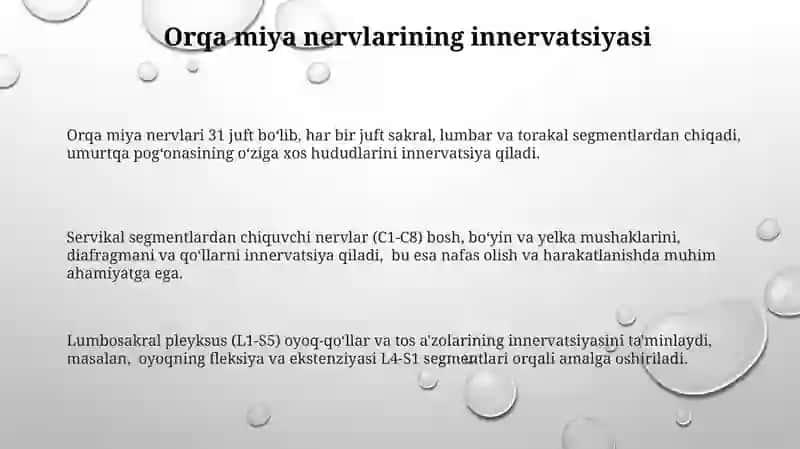 Orqa miya nervlarini hosil boʻlishi 3