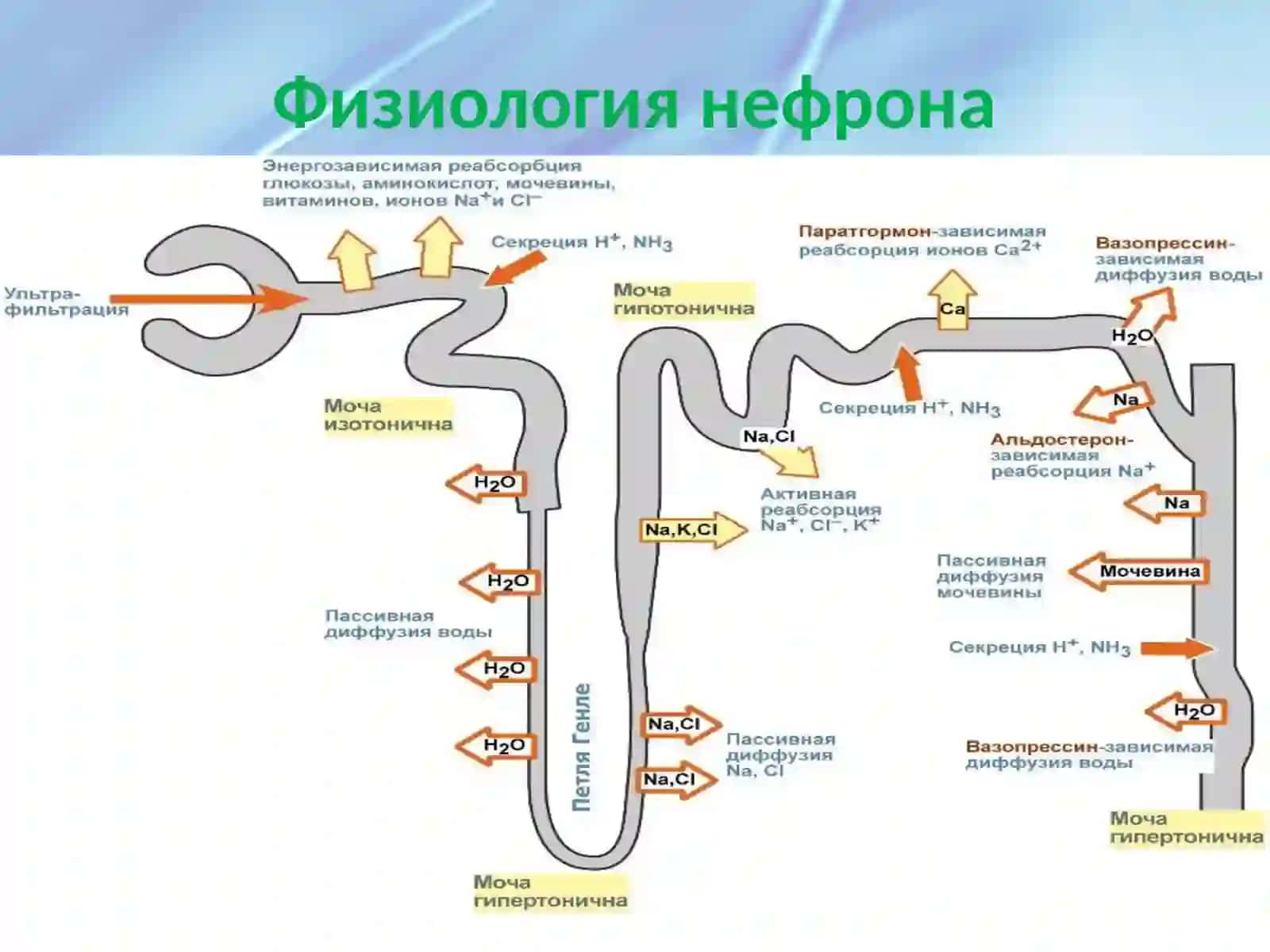 Хроническая болезнь почек 3
