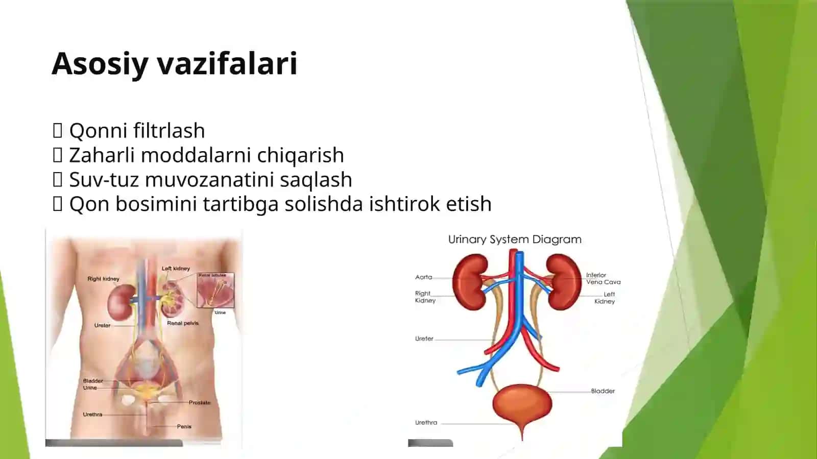 Siydik ayirish tizimi xavfsiz o'sma kasalligi 3