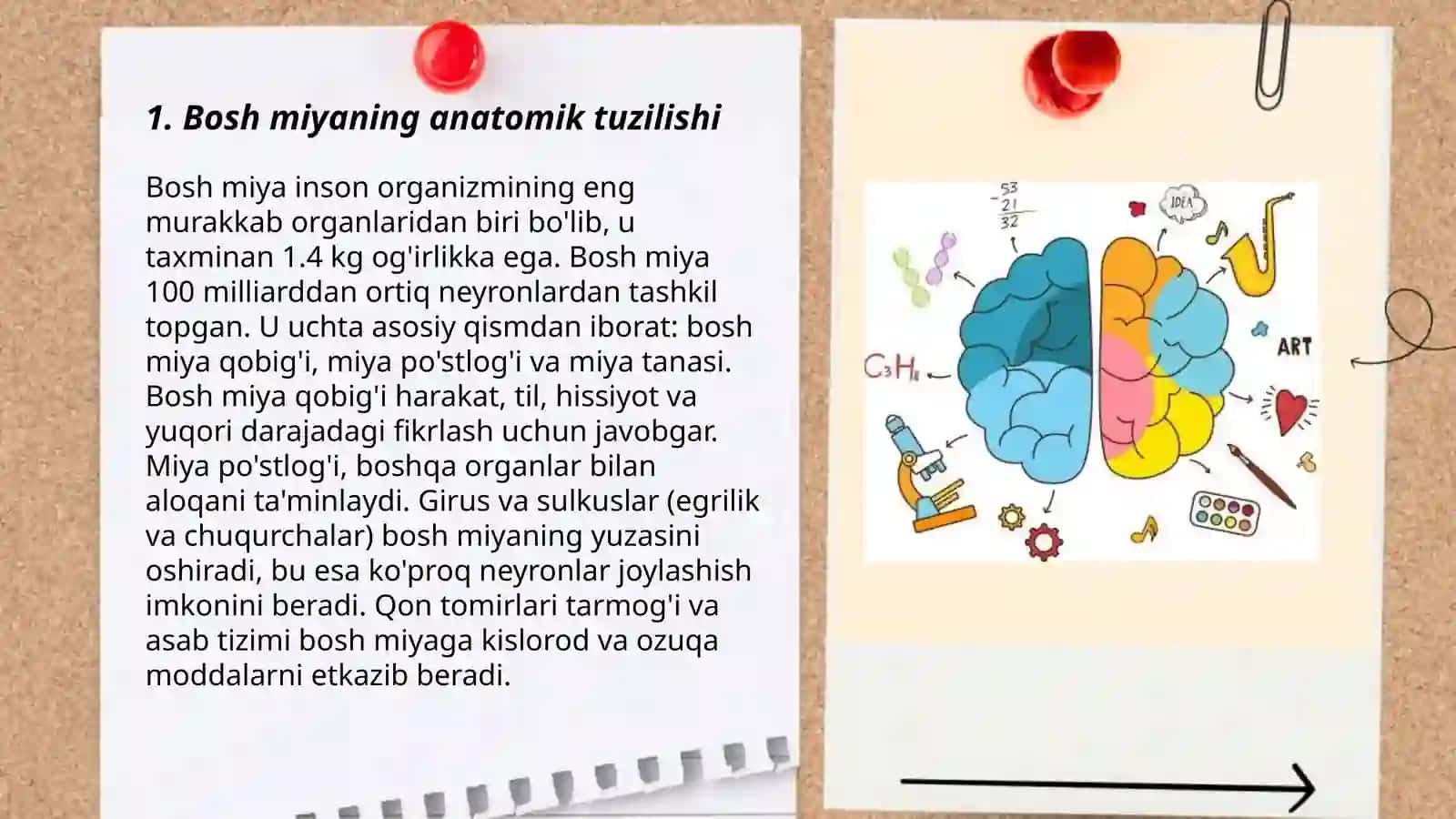 Bosh miya yarimsharlarining anatomiyasi, fiziologiyasi va bilish 3